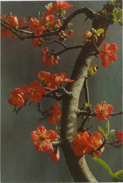 Photograph by Yinxian Wu, Chinese quince 002, 1976.